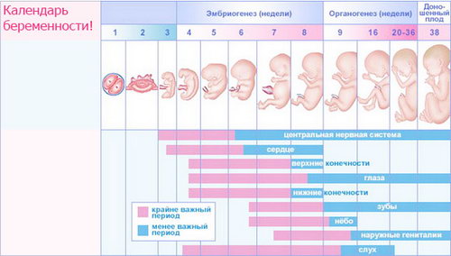 9 неделя беременности. Ощущения на девятой неделе беременности. Изменения в организме. Развитие плода на 9 неделе беременности. Рекомендаци